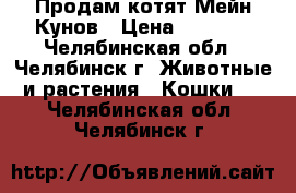  Продам котят Мейн-Кунов › Цена ­ 5 000 - Челябинская обл., Челябинск г. Животные и растения » Кошки   . Челябинская обл.,Челябинск г.